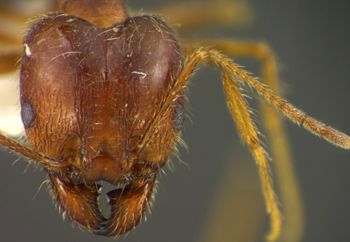 Media type: image;   Entomology 35189 Aspect: head frontal view